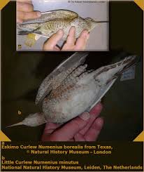 Image result for Numenius borealis