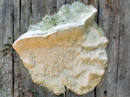 Attēlu rezultāti vaicājumam “Diplomitoporus flavescens”