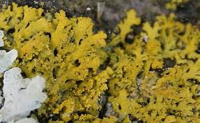 Attēlu rezultāti vaicājumam “Xanthoria candelaria”
