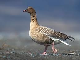 Attēlu rezultāti vaicājumam “Anser brachyrhynchus adult”