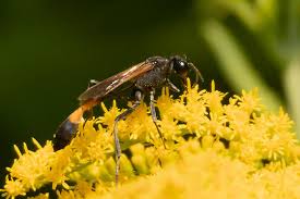 Attēlu rezultāti vaicājumam “Ammophila sp.”