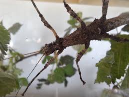 Attēlu rezultāti vaicājumam “Comatricha tenerrima stalked”