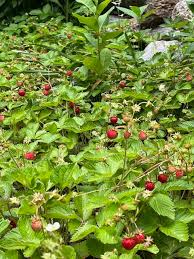Image result for Fragaria vesca