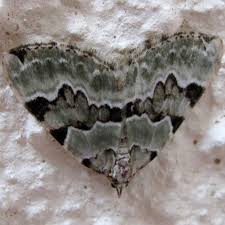 Attēlu rezultāti vaicājumam “Colostygia pectinataria female”