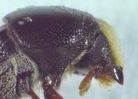 Attēlu rezultāti vaicājumam “Scolytus scolytus, Scolytus multistriatus”