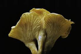 Attēlu rezultāti vaicājumam “Cantharellus cibarius”