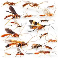 Attēlu rezultāti vaicājumam “Hedychrum sp.”