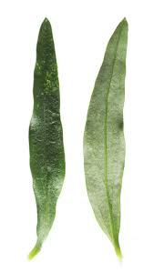 Attēlu rezultāti vaicājumam “Antirrhinum majus leaf”