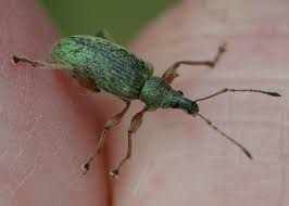 Attēlu rezultāti vaicājumam “Phyllobius”