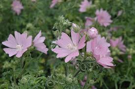 Image result for Malva alcea