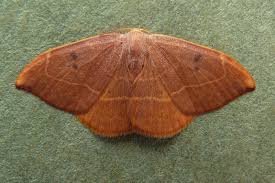 Attēlu rezultāti vaicājumam “Watsonalla binaria”