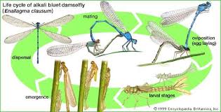 Attēlu rezultāti vaicājumam “Odonata”