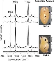 Attēlu rezultāti vaicājumam “Aulacidea hieracii”