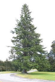 Attēlu rezultāti vaicājumam “Pseudotsuga menziesii”