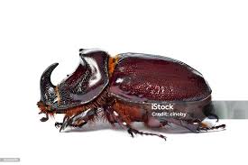 Attēlu rezultāti vaicājumam “Oryctes nasicornis”