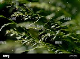 Attēlu rezultāti vaicājumam “Poa nemoralis leaf”