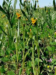 Attēlu rezultāti vaicājumam “Lycogala botrydium sessile”