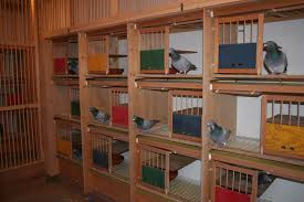 Image result for Meridian Racing Pigeon Lofts