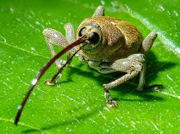 Attēlu rezultāti vaicājumam “Curculionidae”