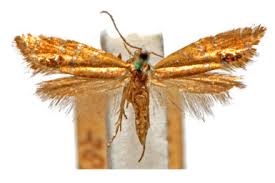 Attēlu rezultāti vaicājumam “Glyphipterigidae”