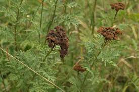 Attēlu rezultāti vaicājumam “Tanacetum vulgare leaf”