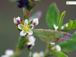 Attēlu rezultāti vaicājumam “Polygonum aviculare flower”