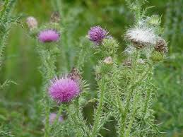 Attēlu rezultāti vaicājumam “Cirsium vulgare”