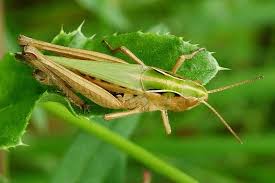 Attēlu rezultāti vaicājumam “Omocestus viridulus”