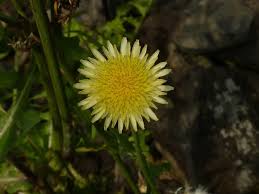 Attēlu rezultāti vaicājumam “Sonchus oleraceus”