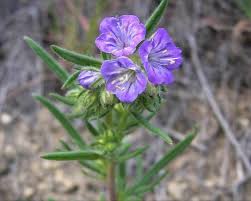 Image result for Phacelia