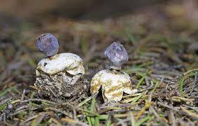 Attēlu rezultāti vaicājumam “Geastrum quadrifidum”