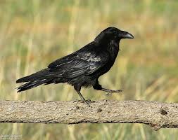 Attēlu rezultāti vaicājumam “Corvus corax adult”