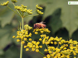 Attēlu rezultāti vaicājumam “Pastinaca sativa subsp. sylvestris flower”