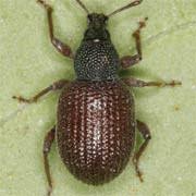 Attēlu rezultāti vaicājumam “Rhynchaenus lonicerae”