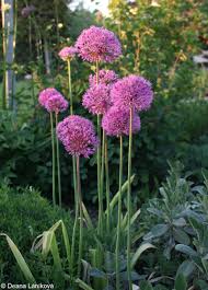 Attēlu rezultāti vaicājumam “Allium holandicum”