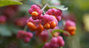 Attēlu rezultāti vaicājumam “Euonymus verrucosus fruit”