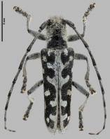 Attēlu rezultāti vaicājumam “Saperda scalaris”