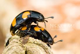 Attēlu rezultāti vaicājumam “Erotylidae”