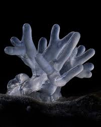 Attēlu rezultāti vaicājumam “Ceratiomyxa fruticulosa macro”