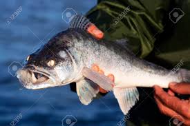 Image result for Sander lucioperca