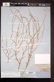 Attēlu rezultāti vaicājumam “Corispermum hyssopifolium fruit”