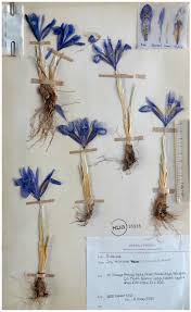 Attēlu rezultāti vaicājumam “Iridaceae”