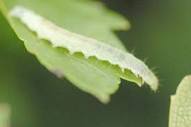 Attēlu rezultāti vaicājumam “Pandemis heparana”