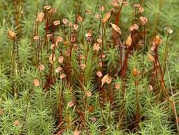 Attēlu rezultāti vaicājumam “Polytrichum juniperinum sporophyte”
