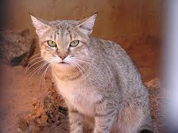 Attēlu rezultāti vaicājumam “Felis silvestris catus juvenile”