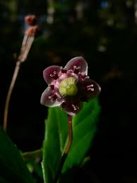 Attēlu rezultāti vaicājumam “Chimaphila umbellata bud”