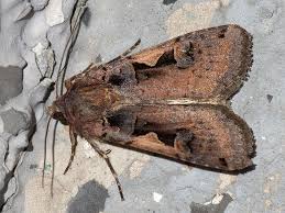 Attēlu rezultāti vaicājumam “Xestia c-nigrum”