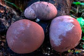 Attēlu rezultāti vaicājumam “Daldinia concentrica”