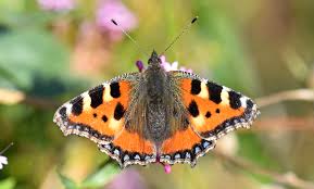 Attēlu rezultāti vaicājumam “Aglais urticae upperside”