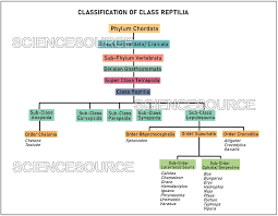Attēlu rezultāti vaicājumam “Reptilia”